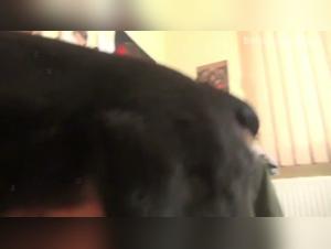 tiktok beast beastialityporn