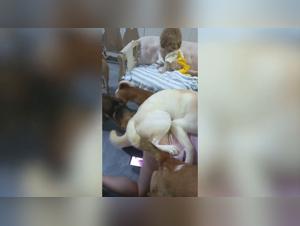 Passionate Stories Between a Man and His Dog