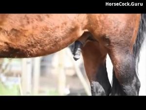 Bestiality sex videos with horses and stallions