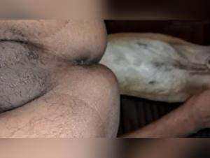 Zoophilia Video - Ecstasy and Transgression