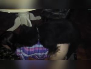 Watch this Slut Get Fucked by a Dog