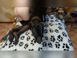 I tre donne sexy facendo sesso con un cane animale pornografico