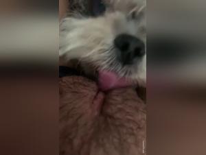 Dog sex video