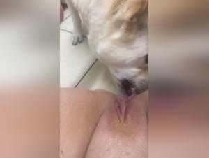 Hundefreuden