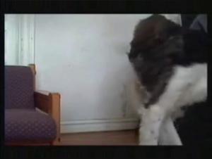 Dog sex video: BBW in a beastly video