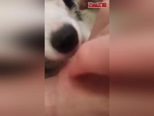 Extreme sex video with a teenager and a dog