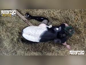 A bestial and extreme bestiality experience