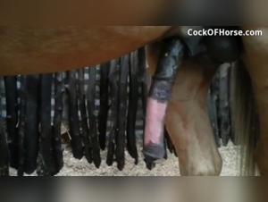 Experience bestiality with a horse