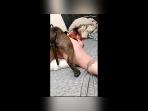 onlyfan bestiality zoo tube