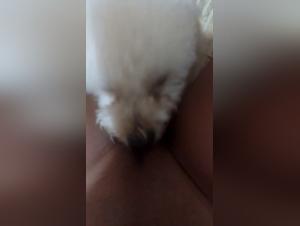 Discover the pleasure of the extreme with this sex video with dog