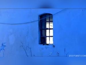 Bestiality in all its Splendor