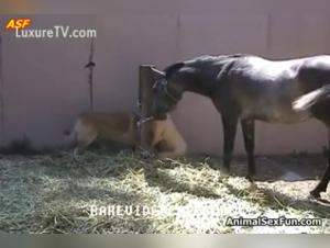 Dog bestiality sex videos