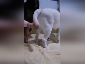 Deepthroat canin et pulsions animales incontrôlables