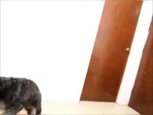 Hard and extreme sex video with a dog