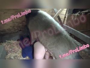 Sex videos with unique animals at Art of Zoo