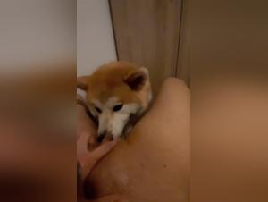 Extreme zoophilia video