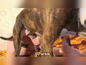 Perverse Fantasie: Verbotene Treffen zwischen Frau und Hund.