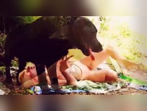 Curated Zoo Porn Collections