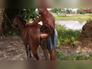 Video of Bestiality with a Mare