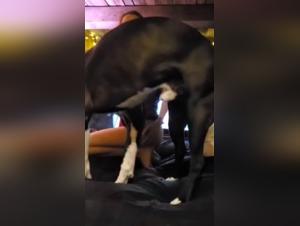 Hard Video: Sex with Dog and Teen