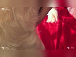 Les risques inattendus du sexe canine