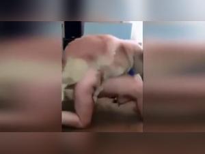 Best Porn Sites for Dog Lovers