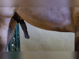 Bestiality Video: Discover Ecstasy