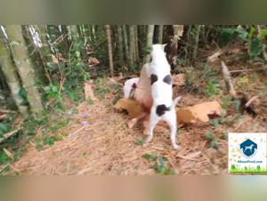 A unique beastly experience with Alison and her dogs