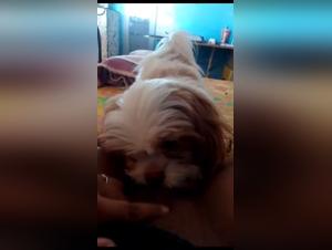 Canine submission, animal pleasure, Brasilia
