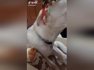 Dog sex video: an intense and unique experience