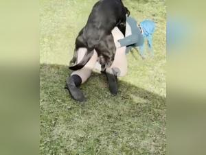 Extremes Hundesexvideo