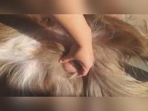 Des moments intenses et extrêmes de plaisir avec des chiens