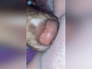 Canine fury, extreme animal enjoyment