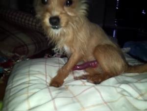 Discover the passion between a woman and her dog in this zoophilia video