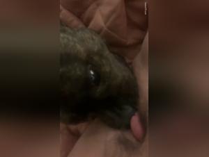 Zoophilia video: discover the forbidden