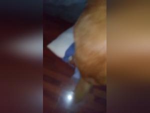 Discover the world of bestiality sex with our selection of dog sex videos