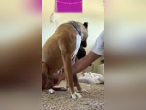 Discover the pleasures of zoophilia with this extreme sex video