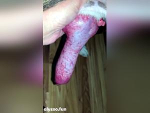 Zootubex: An Alternative Realm