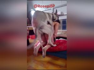 Il cane domina la donna sul divano
