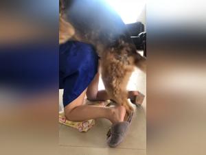 Explore our selection of bestiality and dog sex videos