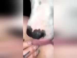 Beastiality: Boundaries Broken