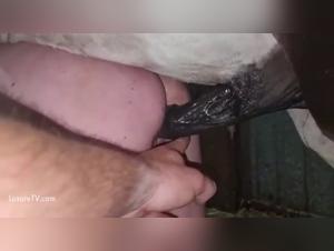 Kinkcafe discoveries: animals and prohibited desire