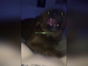 Esplorazione feticista: cane dominante, donna sottomessa