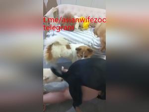 Folle di cani, donne asiatiche e piacere di bestiame sfrenato