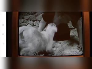 The Extreme World of Bestiality