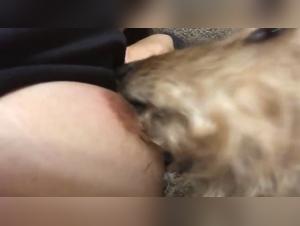 Acceptance of Suffering:  Reality of Dog Cock