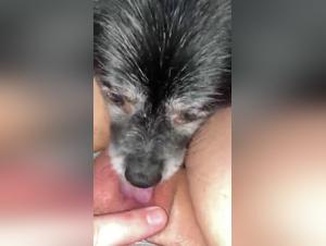 Dog sex videos: discover zoophilia