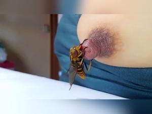 Bestiality Sex Video with Horse and Insects