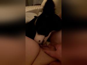 Hot women and a dog: bestiality sex videos not to be missed