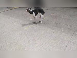 Respiri a corto circuito, cazzo con cani brutali